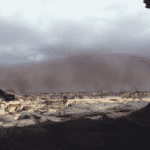 Boston Dynamics SpotMinis